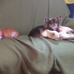 新しい家族、プリンちゃん