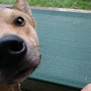 無邪気でとてもかわいい、甘えん坊の柴犬ミックス犬