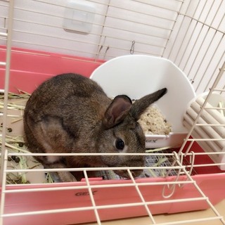 ミニうさぎの里親さん募集！