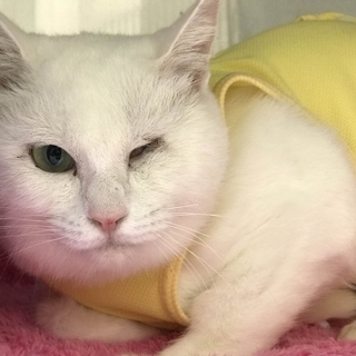 ウインクキャット(^_−)−☆白ちゃんの里親募集♡