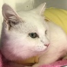 ウインクキャット(^_−)−☆白ちゃんの里親募集♡ サムネイル2