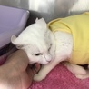 ウインクキャット(^_−)−☆白ちゃんの里親募集♡ サムネイル3