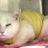 ウインクキャット(^_−)−☆白ちゃんの里親募集♡ サムネイル4