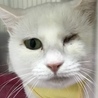 ウインクキャット(^_−)−☆白ちゃんの里親募集♡ サムネイル5