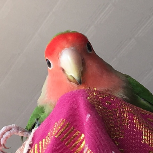 M/まきのカバー写真