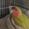 M/まき