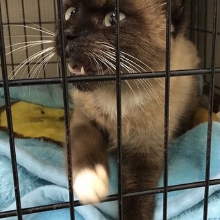 ☆期限は1２月です！里親募集中！☆