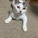 至急里親募集！