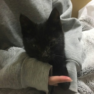 人懐こい黒猫ちゃん
