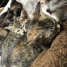 ちびにゃん5 さん