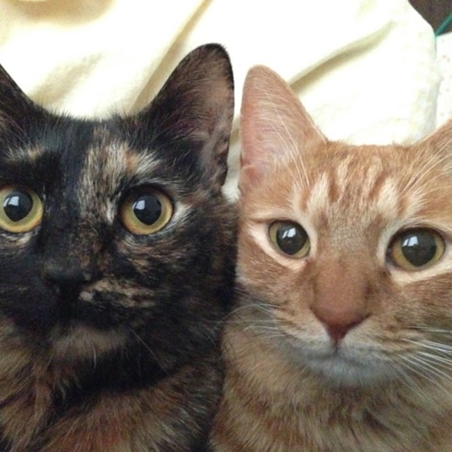 猫ジュテームのカバー写真