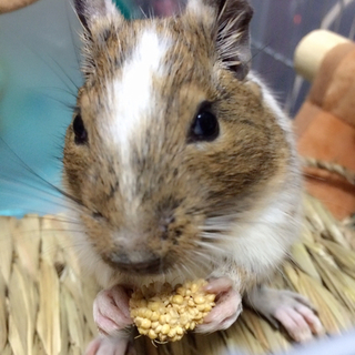 元気な男の子デグーさんです