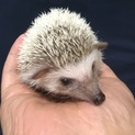 【募集中止】ハリネズミ