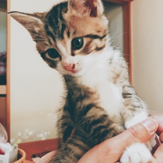 9月16日生まれニャンコ2 里親募集！