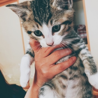 9月16日生まれニャンコ3 里親募集！