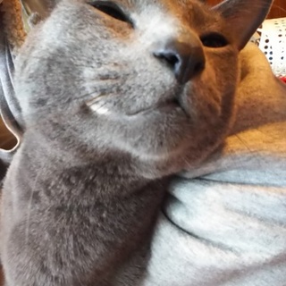 可愛がって頂ける方よろしくお願いします