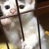 家に来た頃