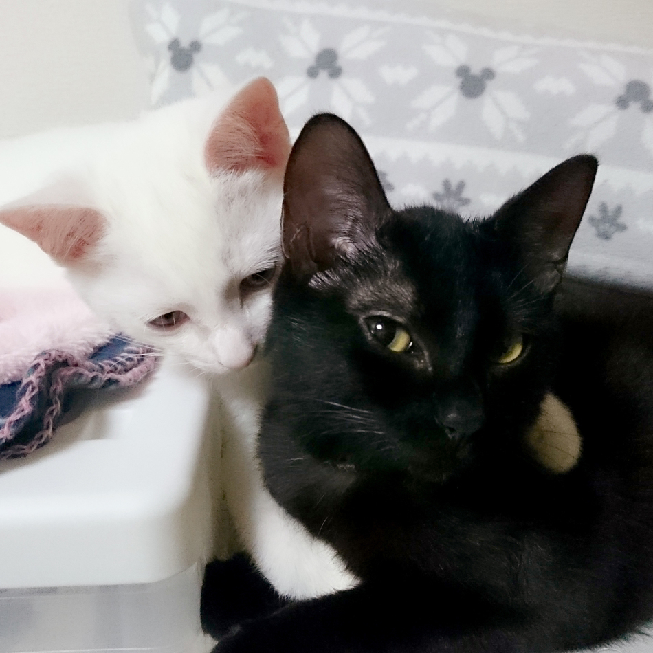 小白のカバー写真