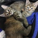 生後1ヶ月 子猫3匹