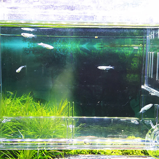 幹之メダカ５匹（9/2日生）