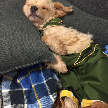 寝相が悪いうーたんです