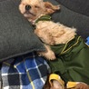 寝相が悪いうーたんです