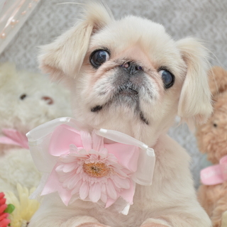 けやきちゃん♀　推定4才