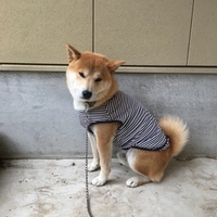 光成
