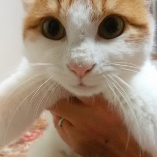 よく甘える可愛い女の子です