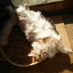 ヤッタネ！こてこ！！ヾ(o´∀｀o)ﾉﾜｧｰｨ♪