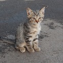 人なつこい生後3ヶ月ぐらいのキジトラ♂くんです