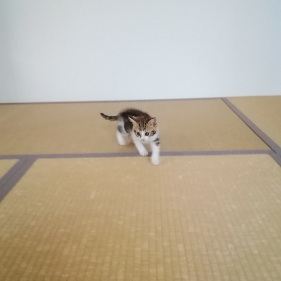 チャチャ丸のカバー写真