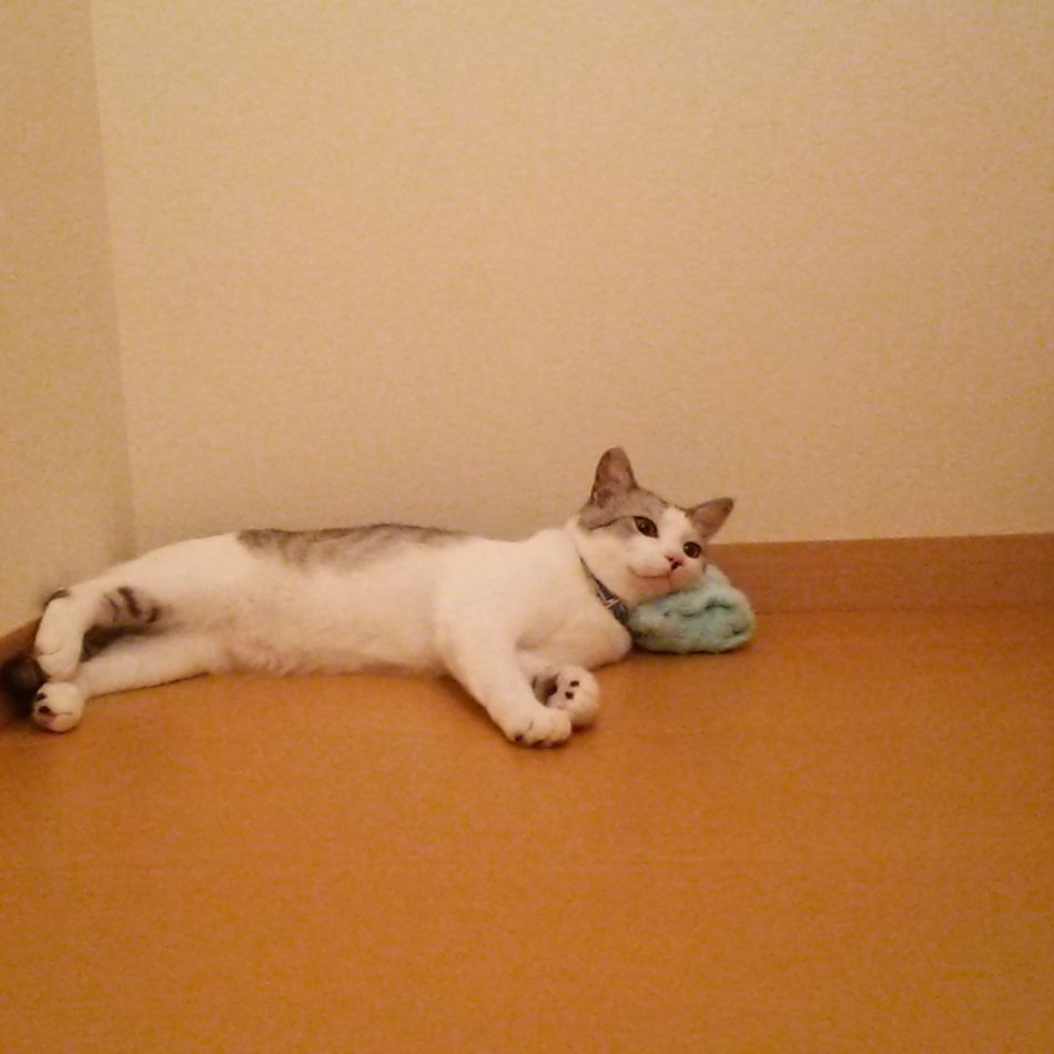 チョコ丸のカバー写真