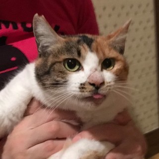 野良出身！おデブ三毛母さん