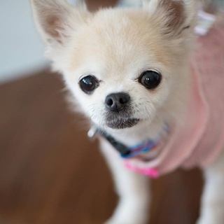 チワワのフランソワちゃん　里親募集中！