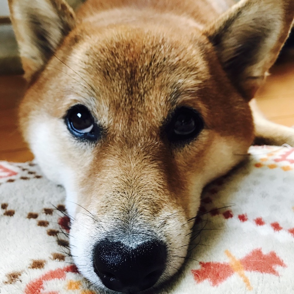 麻呂のカバー写真