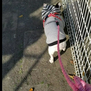 リードつけてお散歩もできました！