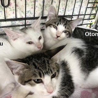 頭にポイント白猫の姫ちゃん