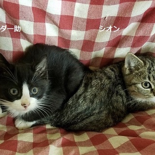 ポテッと体系　ダー助・シオン