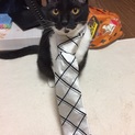 一歳  去勢済み オス猫ちゃん