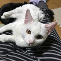 超甘えん坊！！真っ白な男の子　おもちくん　４ヶ月