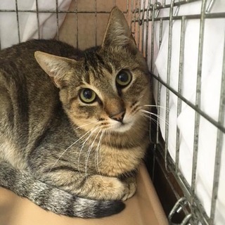 緊急里親募集中！！