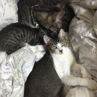 チビ