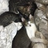 チビ
