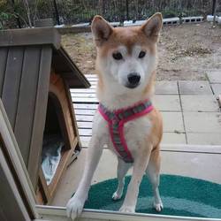 葵さん゜゜(´O｀)°゜足を痛めて。。⑤