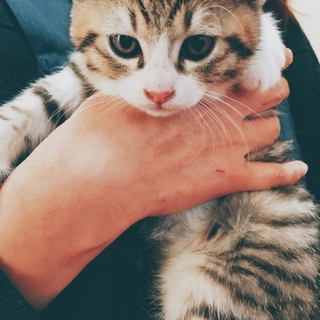 9月16日生まれニャンコ 里親募集！