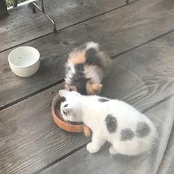 お外の子猫たち