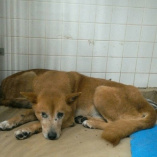 処分対象になる子です！収容期限11/7迄