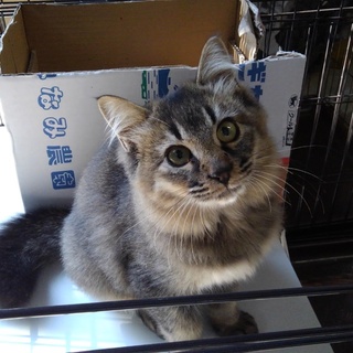 陽気なもふもふちゃん