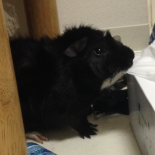 モルモットの里親さんを募集します。